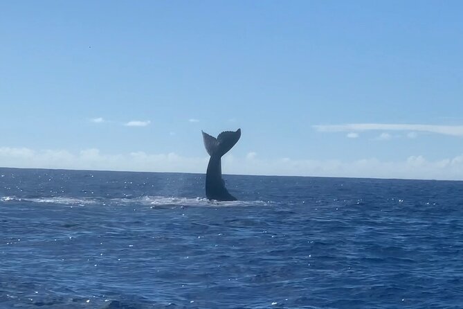 Humpback Whale and Dolphin Watch in Kona - Practical advice for a smoother outing