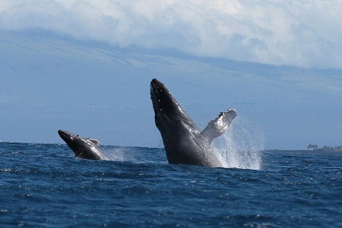 Humpback Whale and Dolphin Watch in Kona - Who will enjoy this boat trip most?