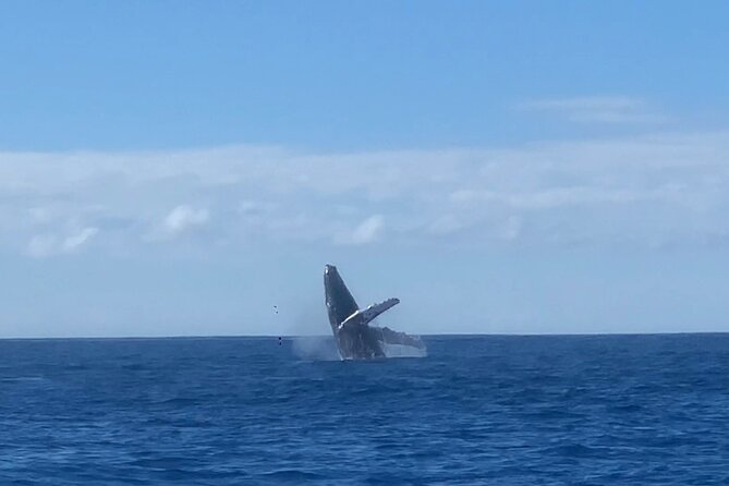 Humpback Whale and Dolphin Watch in Kona - Should you book the Humpback Whale and Dolphin Watch in Kona?