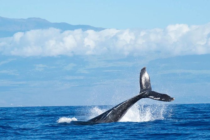 Humpback Whale and Dolphin Watch in Kona - What you may see from December through April