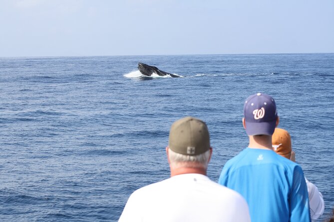 'Imiloa Express Whale Watch and Cocktail Tour - Leaving Port Allen for Kauai’s south coast