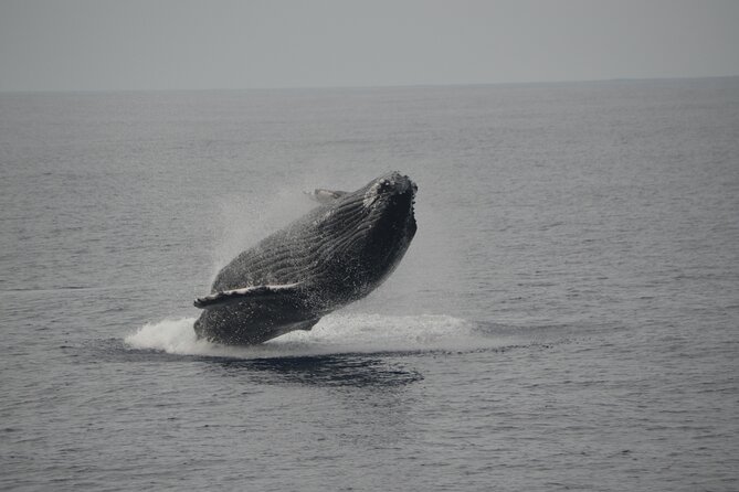 'Imiloa Express Whale Watch and Cocktail Tour - The two-hour search for humpback whales