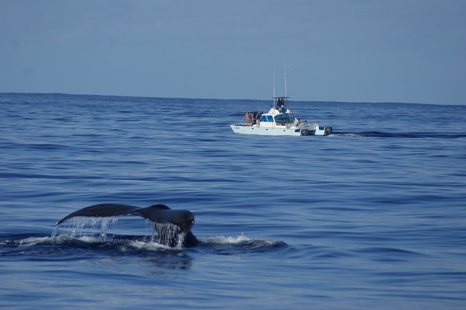 'Imiloa Express Whale Watch and Cocktail Tour - Drinks, snacks, and the cocktail-cruise feel