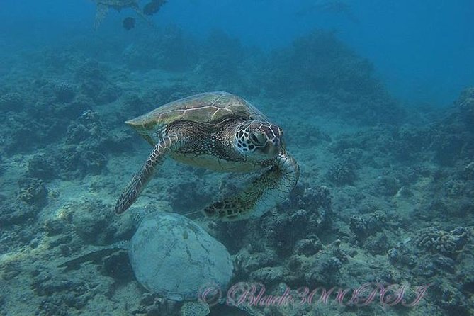 Incredibly Fun Coral Reef Giant Sea Turtles 4hour Boat Scuba Tour - The listed Oahu landmarks need some explanation