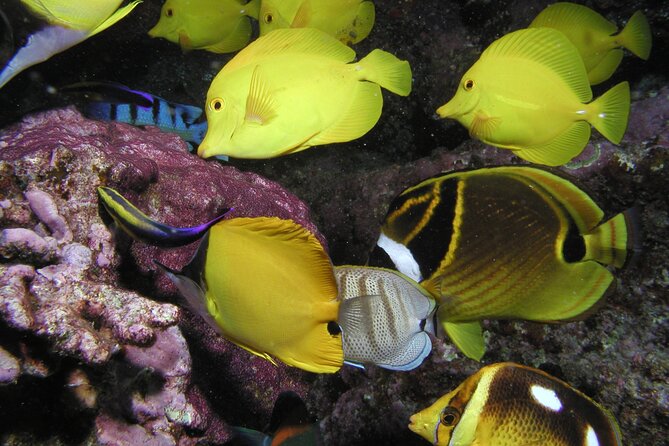 Intro/Refresher Dive Swim Ability Required - Maui’s underwater wildlife, including possible turtles