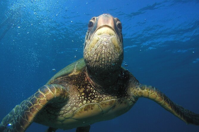 Intro/Refresher Dive Swim Ability Required - Why the small group makes a difference