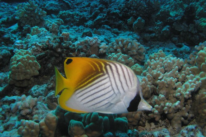 Intro/Refresher Dive Swim Ability Required - Price, equipment, and what you really receive