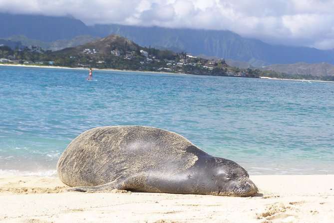 Kailua Bay, Oahu: Epic Kayak and Snorkel to Islands - Queen’s Bath, Wildlife, and Island Time