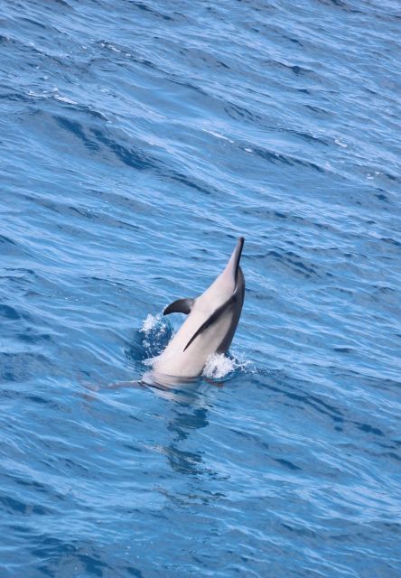 Kailua-Kona: Captain Cook Reef Catamaran Day Trip with Lunch - Should you book the Captain Cook catamaran trip?