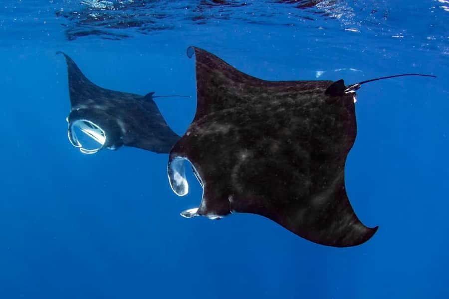 Kailua Kona: Dolphin, Sea Cave and Captain Cook Snorkel Tour - Key things to know before booking
