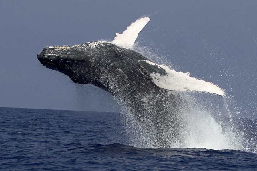 Kailua Kona: Humpback Whale Watching Adventure Cruise - Why Kona’s winter whale season matters