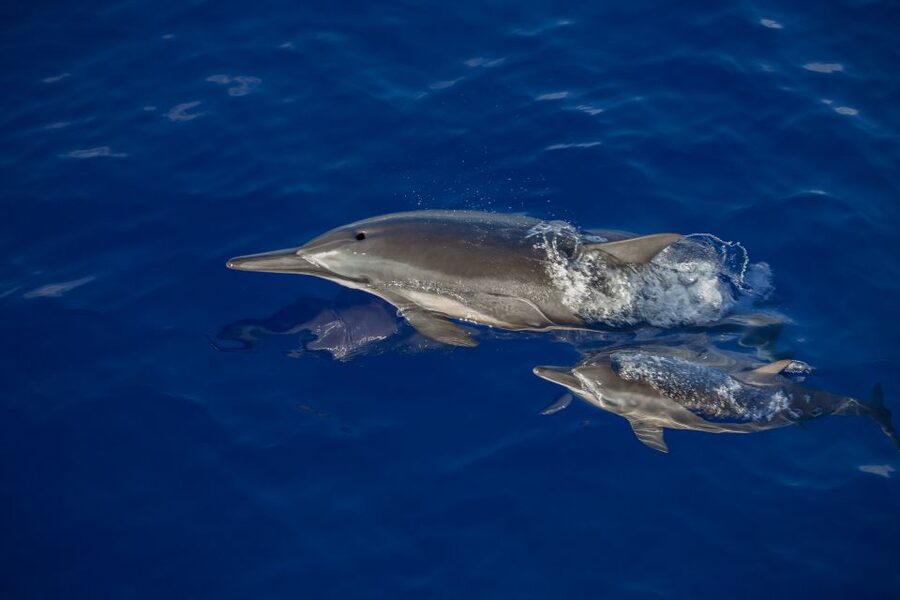 Kailua Kona: Humpback Whale Watching Adventure Cruise - The smooth ride and crew service