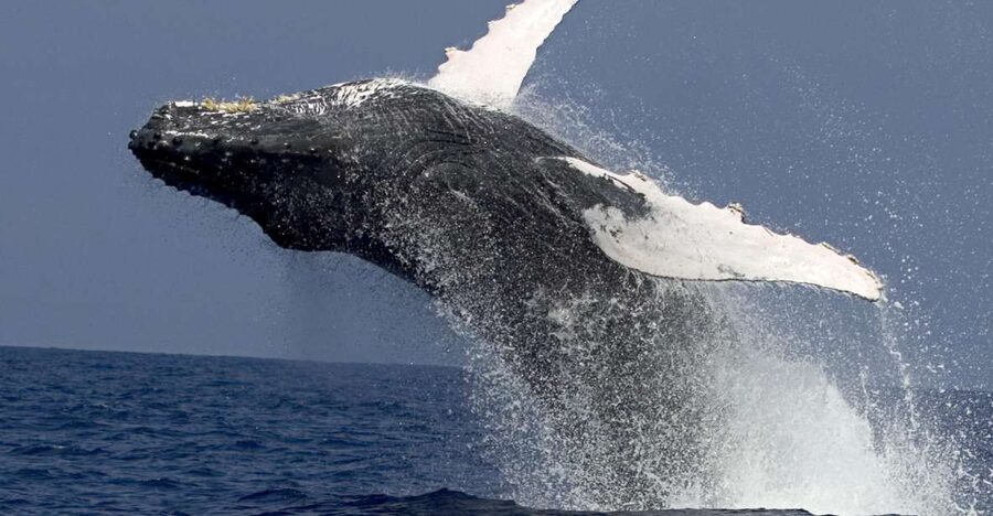 Kailua Kona: Humpback Whale Watching Adventure Cruise - Who will get the most from this cruise