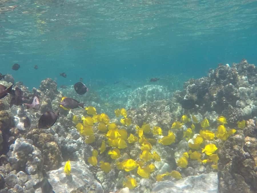 Kailua-Kona: Kealakekua Bay Snorkel and Sail with Lunch - What the crew adds to the experience