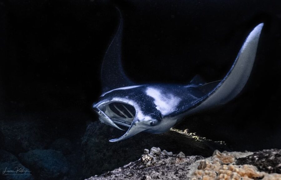 Kailua Kona: Manta Ray Night Snorkel Tour with Guide - The Kona night show happens just below your fins