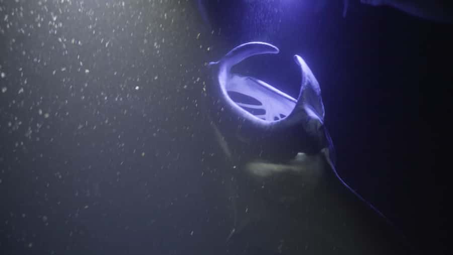 Kailua-Kona: Manta Ray Snorkeling and Sunset Sailing Cruise - Reaching Manta Ray Village After Dark