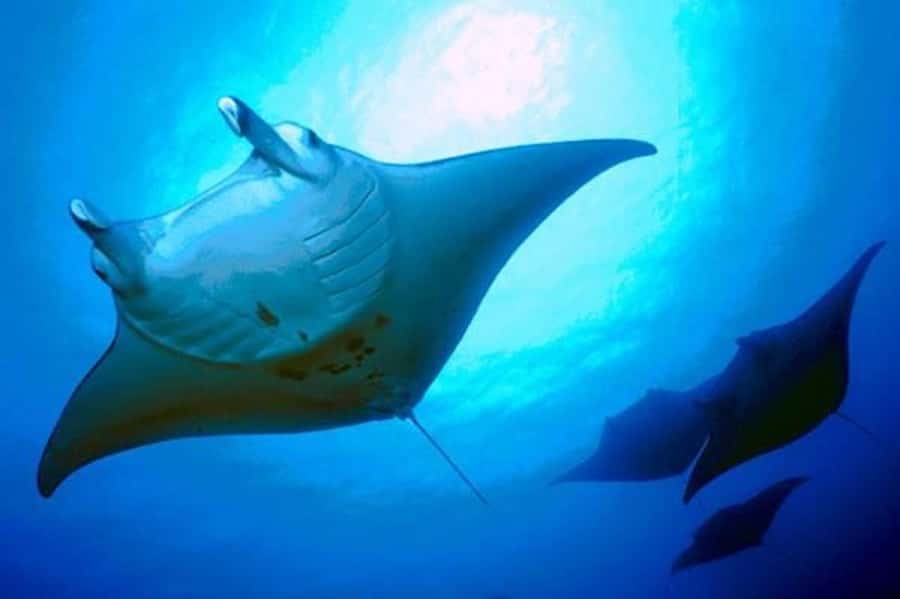 Kailua-Kona: Manta Ray Snorkeling and Sunset Sailing Cruise - Watching Manta Rays Without Chasing Them