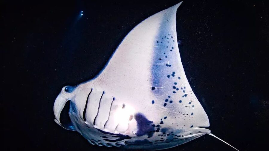 Kailua-Kona: Manta Ray Watching Nighttime Boat Trip - Key points to know before you book