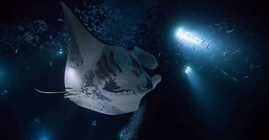 Kailua-Kona: Manta Ray Watching Nighttime Boat Trip - What happens at the manta viewing site