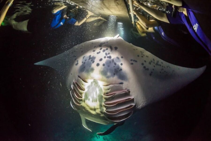 Kailua-Kona: Manta Ray Watching Nighttime Boat Trip - Is $75 a fair price?