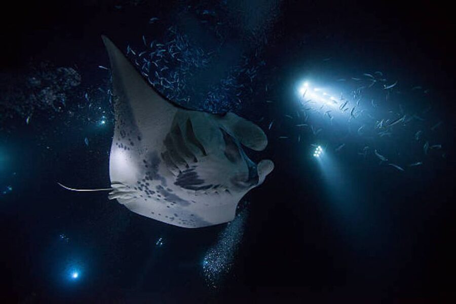 Kailua-Kona: Manta Ray Watching Nighttime Boat Trip - Leaving Honokohau Harbor after sunset