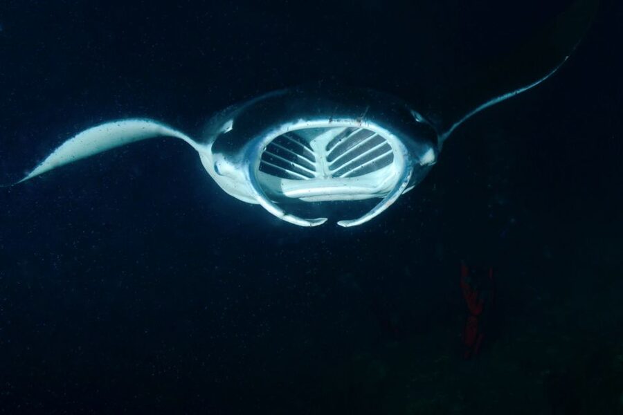 Kailua Kona: Night Manta Ray Adventure on the Big Island - FAQ