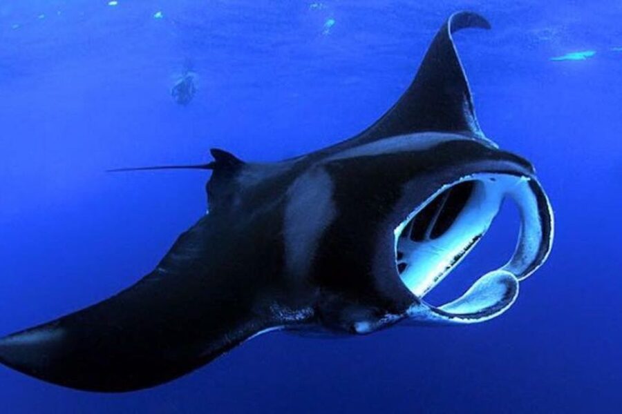 Kailua Kona: Night Manta Ray Adventure on the Big Island - From Safety Briefing to the Open Pacific
