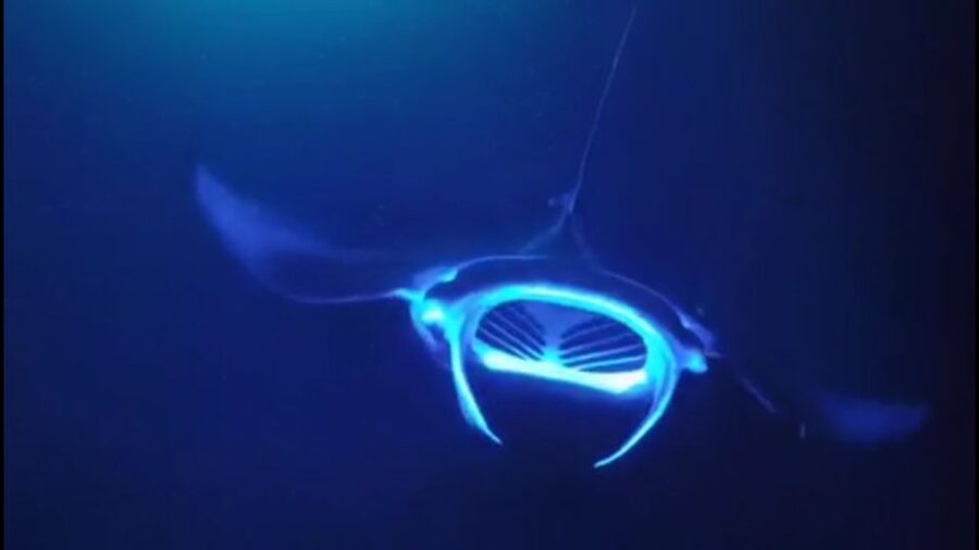 Kailua Kona: Night Manta Ray Adventure on the Big Island - The Crew Makes the Night Easier
