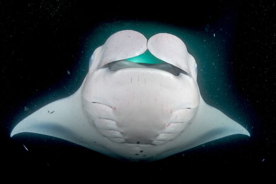 Kailua Kona: Night Manta Ray Adventure on the Big Island - Who Will Enjoy This, and Who Should Think Twice