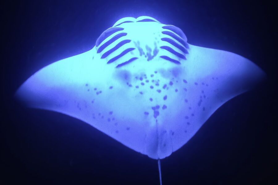 Kailua Kona: Night Manta Ray Adventure on the Big Island - Practical Packing for a Cold Ride Home