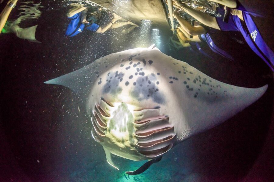 Kailua Kona: Night Manta Ray Adventure on the Big Island - Should You Book the Kona Night Manta Adventure?