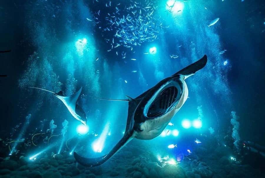 Kailua-Kona: Night Manta Snorkel or Dive - Kona’s famous night meeting with manta rays