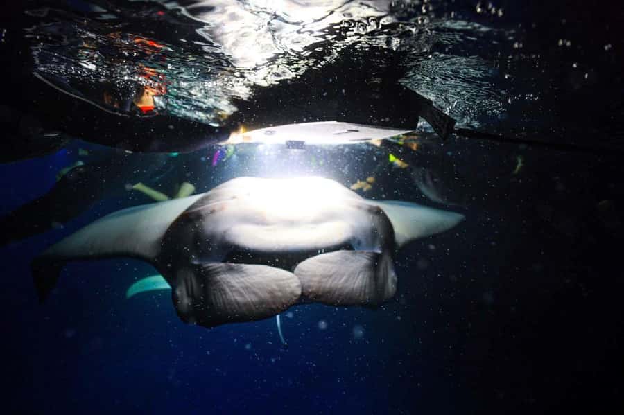 Kailua-Kona: Night Manta Snorkel or Dive - What the two-hour outing feels like