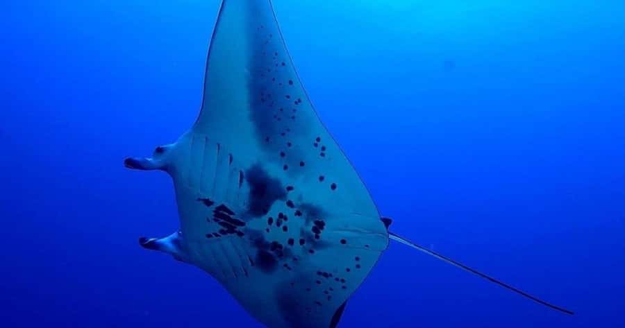 Kailua-Kona: Night Manta Snorkel or Dive - The scuba option at roughly 30 feet