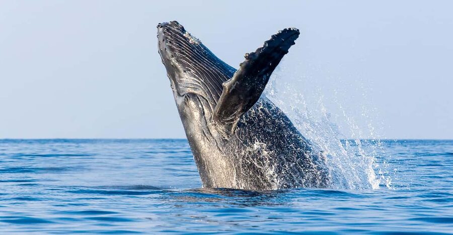 Kailua-Kona: Whale Watching Cruise on the Big Island - Why Hawaii Is Humpback Country