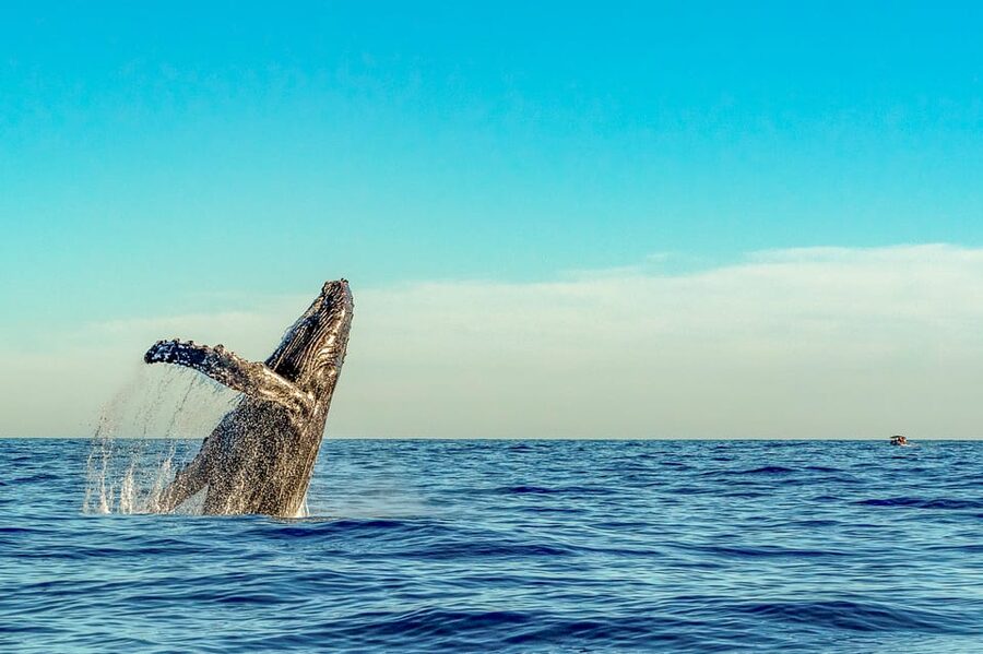 Kailua-Kona: Whale Watching Cruise on the Big Island - Leaving Honokohau Harbor