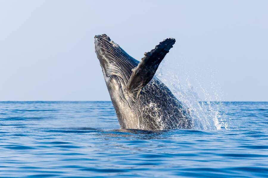 Kailua-Kona: Whale Watching Cruise on the Big Island - Hearing the Whales Underwater