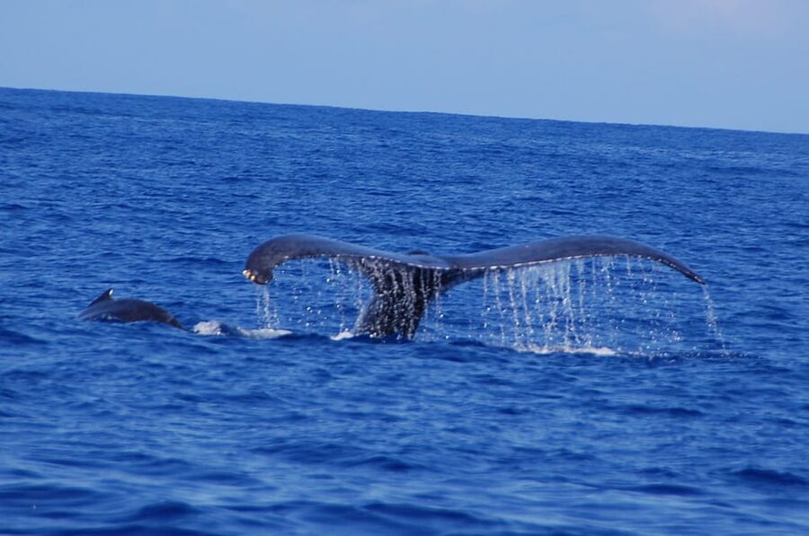 Kailua-Kona: Whale Watching Cruise on the Big Island - The Boat, Crew, and Onboard Mood