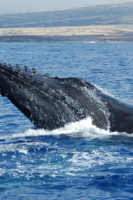 Kailua-Kona: Whale Watching Cruise on the Big Island - Snacks, Drinks, and Comfort at Sea