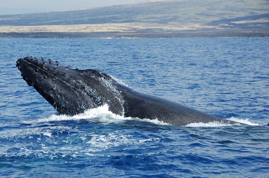 Kailua-Kona: Whale Watching Cruise on the Big Island - Is $115 a Fair Price?
