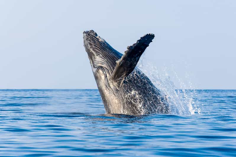 Kailua-Kona: Whale Watching Cruise on the Big Island - Who Should Book This Kona Cruise?