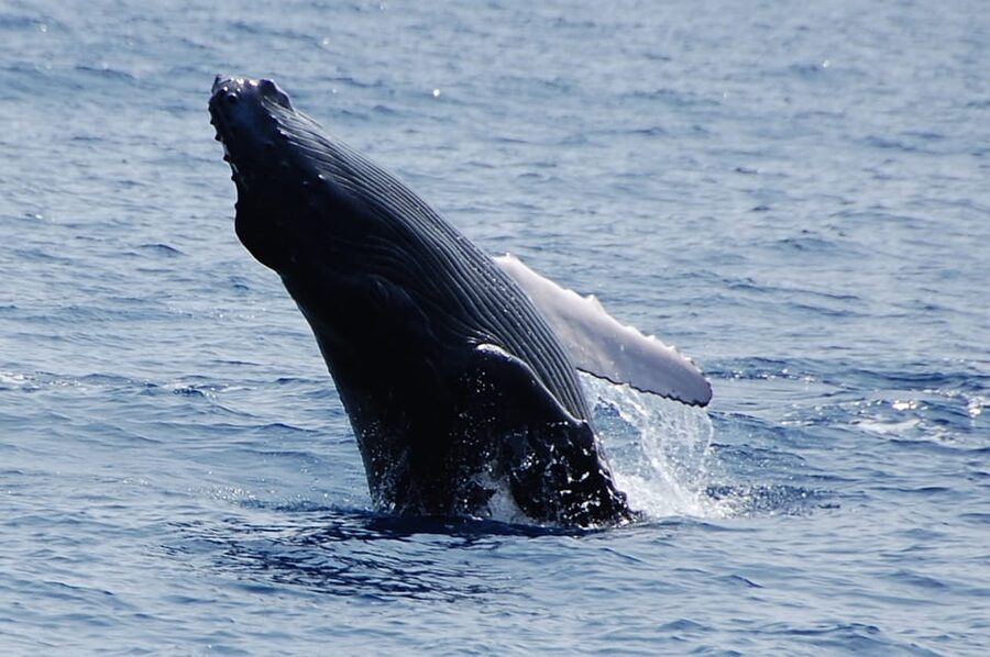 Kailua-Kona: Whale Watching Cruise on the Big Island - The 2.5-Hour Search for Whales