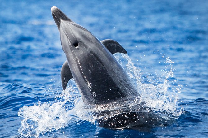 Kaimana Ocean Safari - Key points at a glance