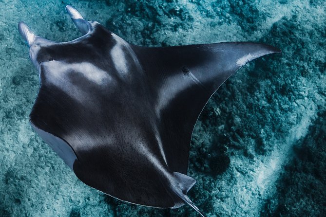 Kaimana Ocean Safari - Why this Kona safari feels different