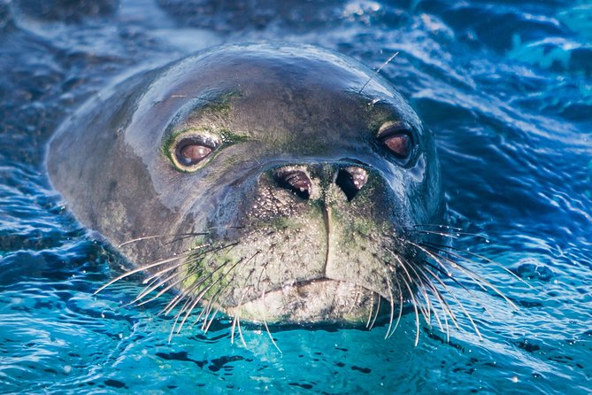 Kaimana Ocean Safari - The wildlife possibilities, from reef fish to pilot whales