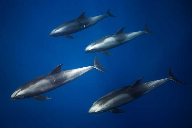 Kaimana Ocean Safari - What you need to bring and be ready to do