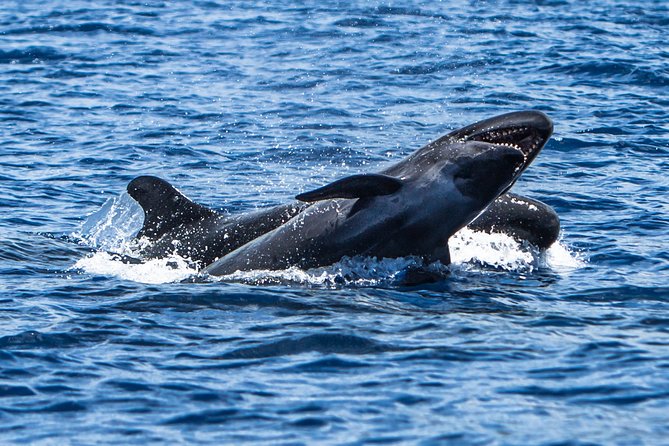 Kaimana Ocean Safari - Is $200 a fair price?