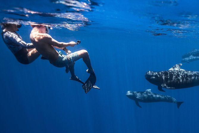 Kaimana Ocean Safari - Who should book this trip