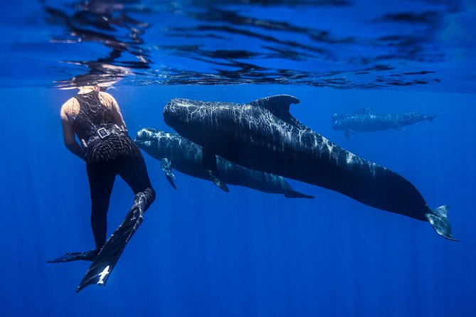Kaimana Ocean Safari - Should you book Kaimana Ocean Safari?