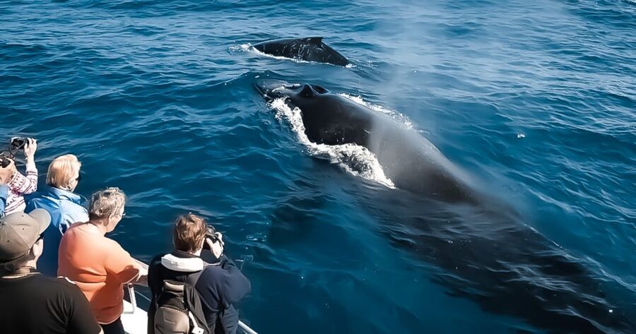 Kalaoa: Big Island and Kona Midday Whale Watching Tour - Key points before you book